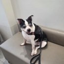 마음사랑동물병원 | 대구 24시케어동물의료센터 후기: 보스턴테리어&amp;치와와 3견가족 수성구 동물병원 다녀왔어요