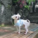 리본펫 | 강아지 옷 구름이 공주 프릴 리본 원피스 후기 : 펫후크