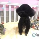 조이풀 그루밍 이미지