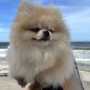 그리다 펫살롱 이미지