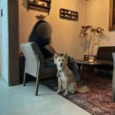 데구르르 이미지