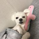 개신남 이미지