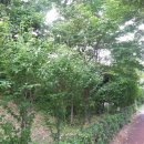중앙공원 주변 이미지