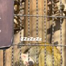 여우피씨 이미지