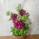 (주)하나마이 이미지