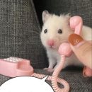 스톡홀름 샐러드 계명대점 이미지