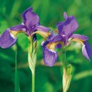 한붓꽃그림 이미지