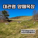 경사목장 | 아이랑 갈만한 곳 11월 대관령 양떼목장 후기