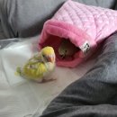 행복조류사 이미지