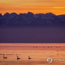 알프스비디오 이미지