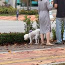 더존비앤씨티(강아지숲)/카페 겨울 | 드림보트💘투어 4