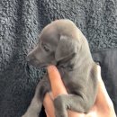 영동합동동물병원 | 영동강아지 이탈리안그레이하운드 분양, 대전 동양 애견에서 만났어요