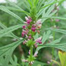 본초당한의원 이미지