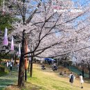 남산공원길2 | 강릉 벚꽃 명소 남산공원 벚꽃축제 만개 &amp; 주차