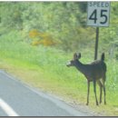 에스토리아(ASTORIA) 이미지