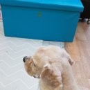 대백애견 이미지