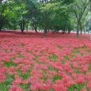 제103차 영광 불갑산(516m) (상사화 축제)산행 이미지