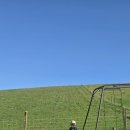 해안자동차부분정비업 | 여행 12일차 | 오아마루 블루펭귄과 숙소, 맥주 맛집 Scotts Brewing Co 까지 (해안코스 렌트카 리얼 후기)