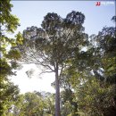 태국 여행정보 - 치앙마이 왕비의 정원 보타닉가든 / Queen Sirikit Botanicgarden 이미지