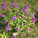 티보치나(Glorybush, Princessflower)Tibouchina urvilleana (DC.) Cogn. 이미지