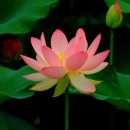 울미연꽃마을 이미지