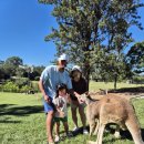 해맑음농장 | 아이랑 호주여행 | 브리즈번 론파인 코알라 보호구역 방문기 (시드니 동물원과 비교)