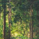 호랑산 둘레길 이미지