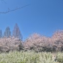 서면 신매리 자전거쉼터 | 대전 한밭수목원 포토존 가득 4월에 봄 국내 여행지 피크닉 가볼만한곳 추천