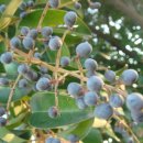 늘 푸른 나무 이미지