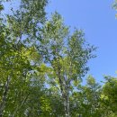 내안의숲 이미지