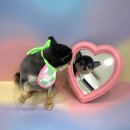 올치유치원 이미지