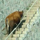 소오름
