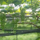 이수축산농장 이미지