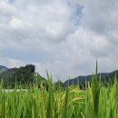 알찬미 이미지