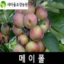 유실수 꽃나무 묘목 이미지