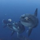 우아컴퓨터크리닝 | [만타 그리고 몰라몰라] 발리 스쿠버다이빙 누사페니다 다이빙 포인트