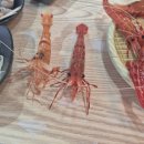 천금 | 울릉도 독도새우 - 천금수산 (메뉴, 가격, 후기, 주차)