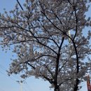 동해지방해양수산청 | 동해시 가볼만한 곳 평릉동"식당과 카폐, 특히 벚꽃명소인 곳(평원로)"