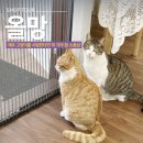 동백민박 | 제주도 겨울 여행 고양이를 사랑한다면 꼭 가볼 만한 곳 소품샵 올망 후기