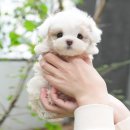 미유펫 강아지분양고양이분양 김포점 이미지