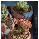 크라우스 이미지