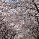 황매산 벚꽃길 이미지