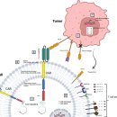 26500-76-10-001 | CAR-T를 공부해보자
