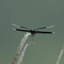 나비잠자리 이미지