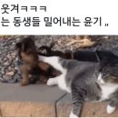 펫토피아 이미지