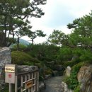 카페나무 이미지