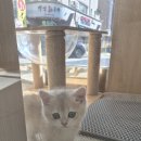 묘연고양이병원 | 마포고양이분양 운명적인 묘연