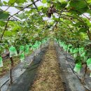 빛깔고운다육향기농장 | <달콤함에 빠진 농장> 직거래로 만나는 싱싱한 과일의 행복