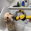 허벌라개 이미지