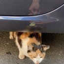 고양이나라